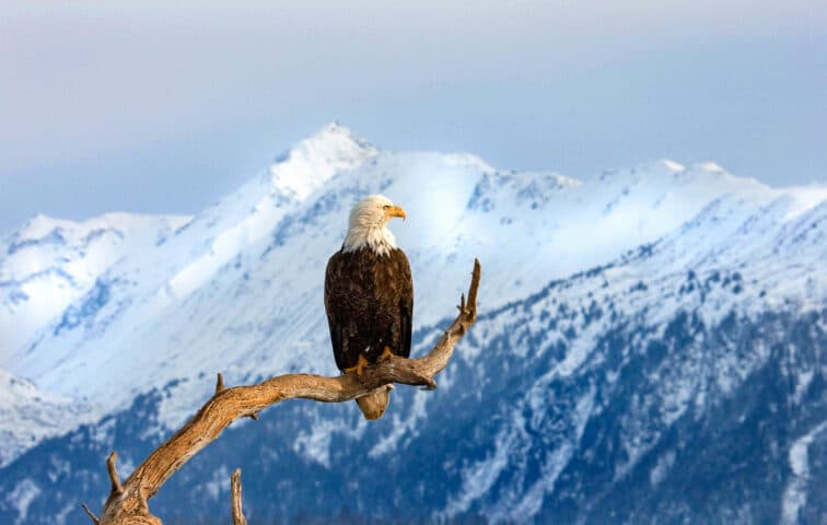 A bald eagle perched on a tree branch.