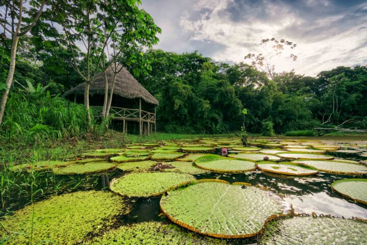 Water lilies with a gazebo in the background.