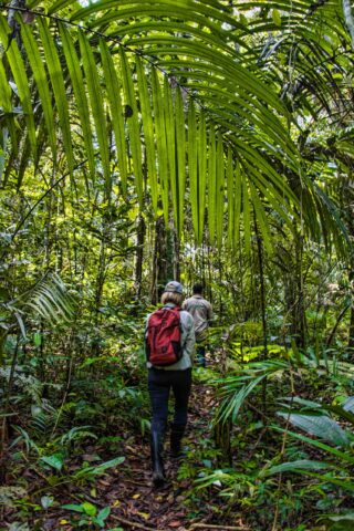 A group of people on a hike in the jungle.