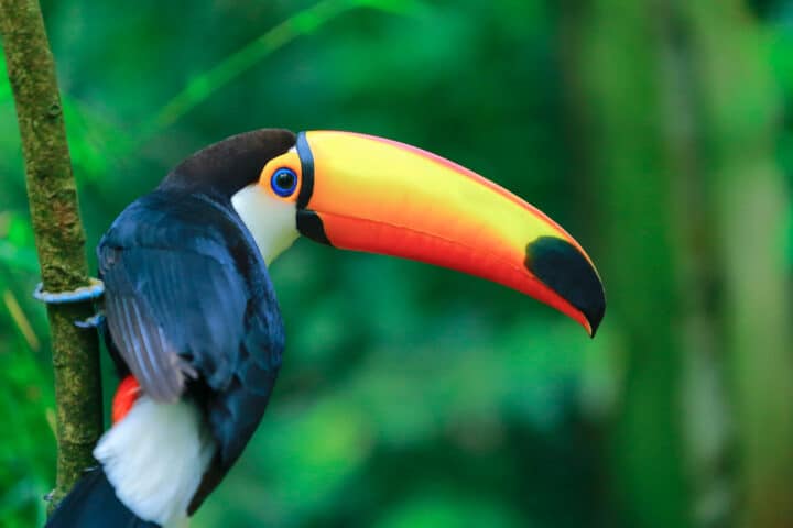 A toucan.