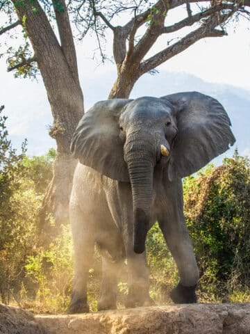 The Angry African bush elephant (Loxodonta africana) in dust on the bank of theZambezi river. Sunset light