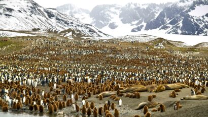 Penguins and other wildlife in Antarctica.