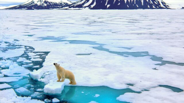 A polar bear in the Arctic.