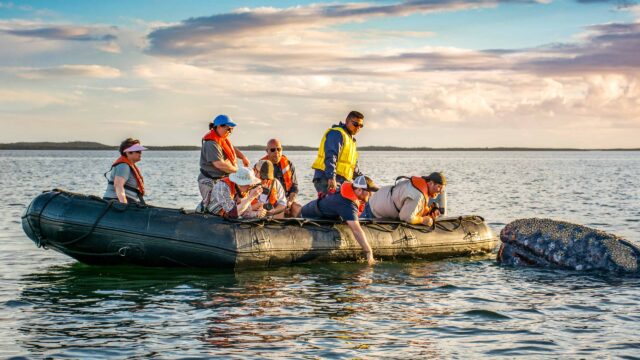 Tourists in an inflatable boat photographing and attempting to touch a Gray whale cow surfacing at Magdalena Bay.