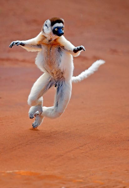 Dancing sifaka lemur against red earth at Berenty Reserve in Madagascar.