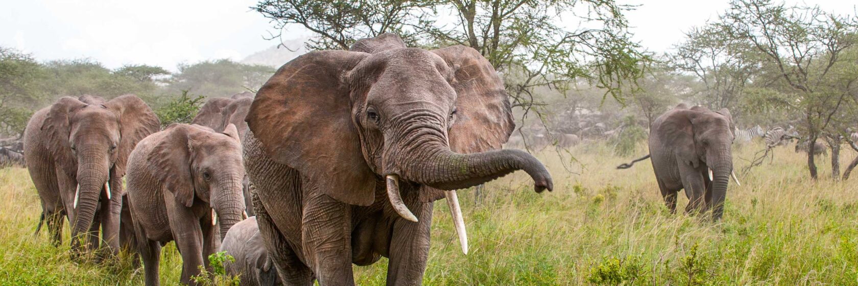 A group of elephants in Botswana.