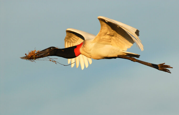 A large bird flying.