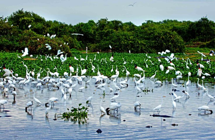 A flock of birds in the water.