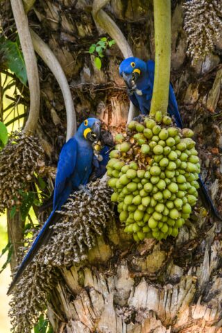 Two hyacinth macaws.