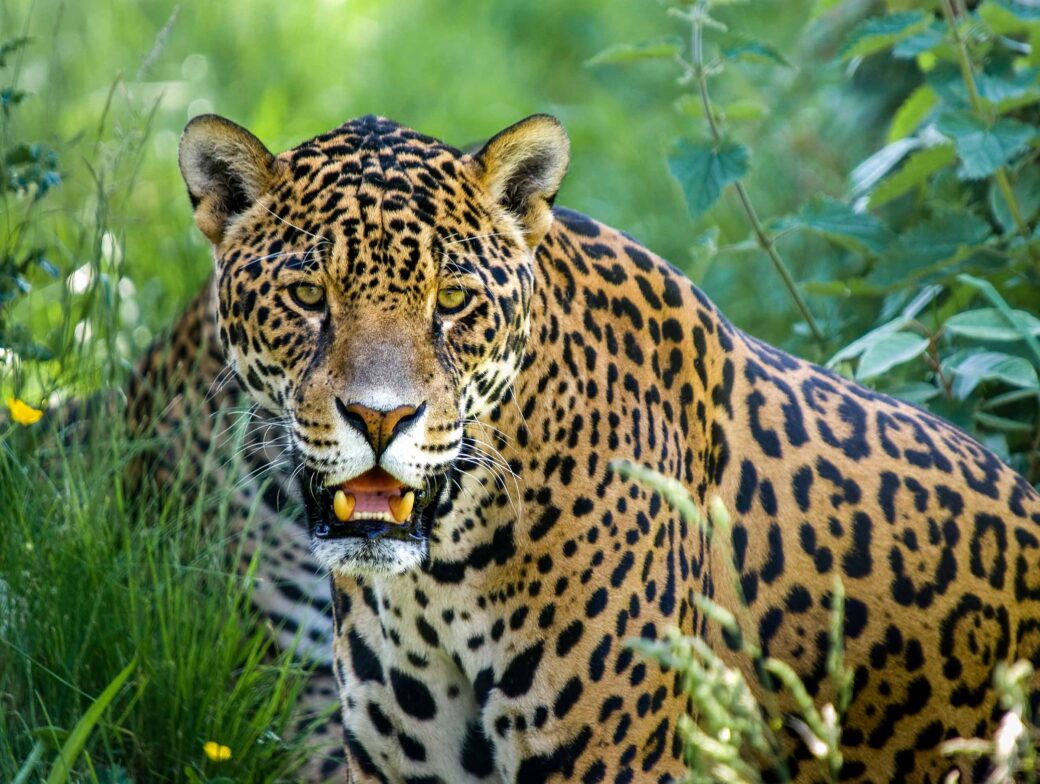 A close up of a jaguar.