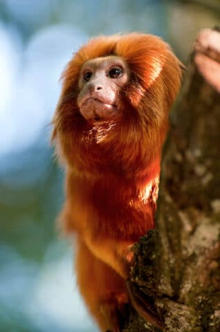 A tamarin.