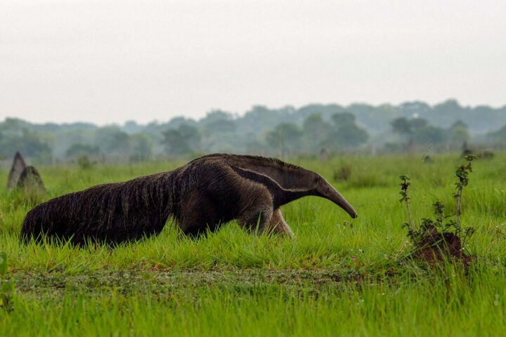 Brazil wildlife.