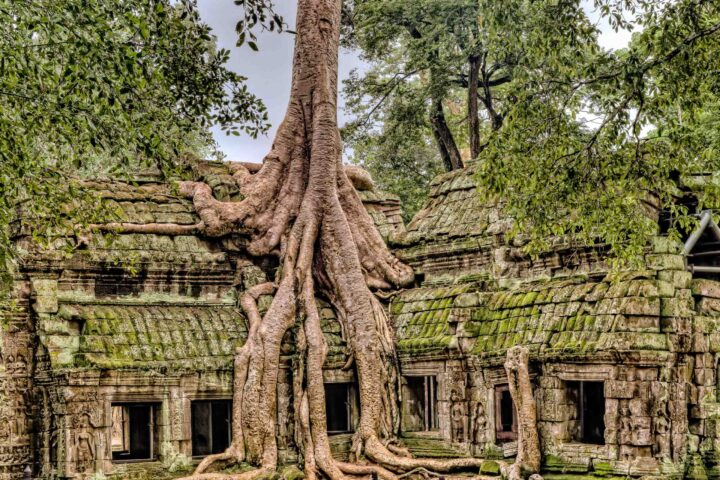 A tree with large roots.