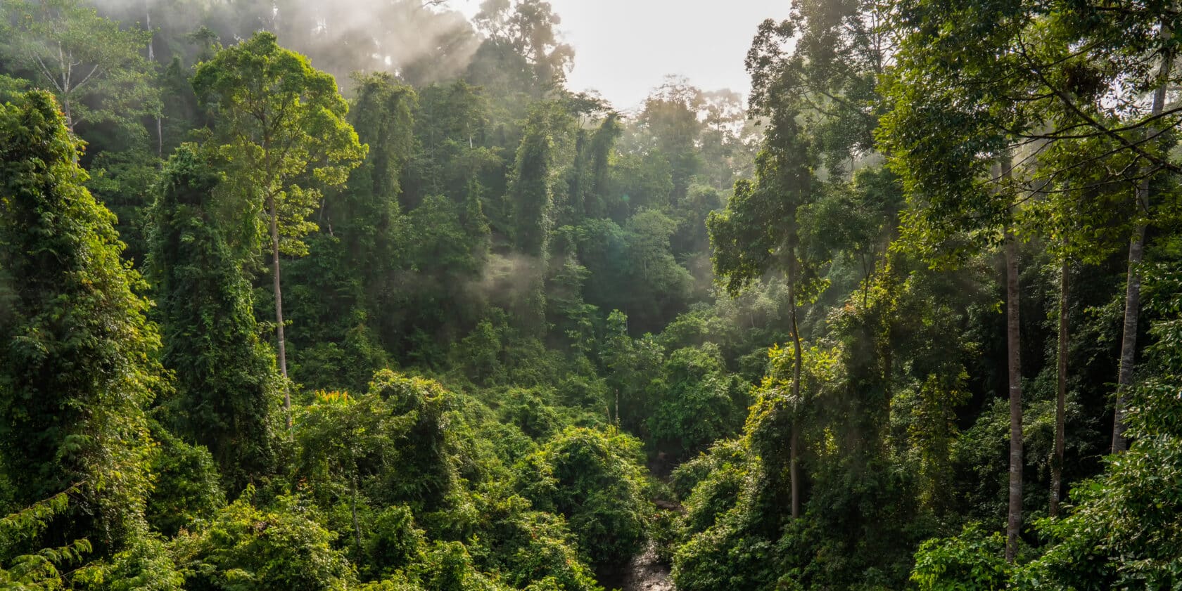 Rainforest with a river running through it.