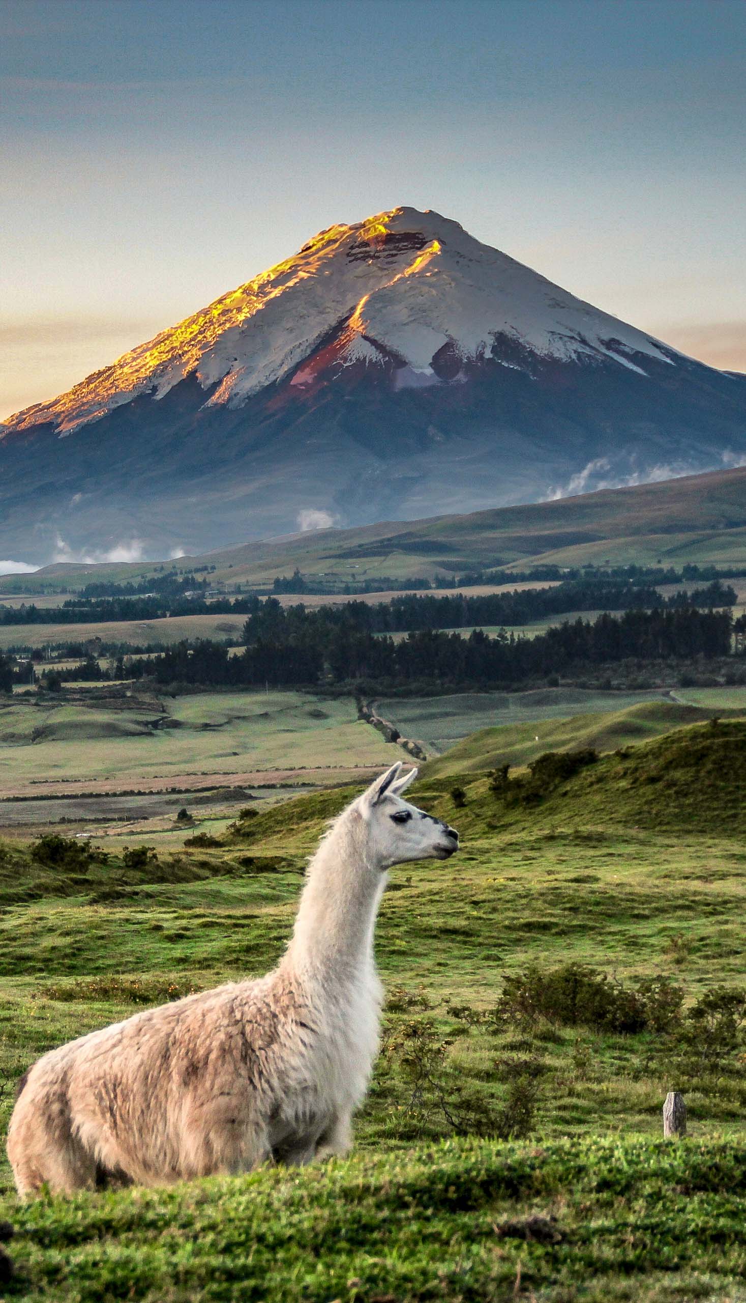 Wildlife in Ecuador.