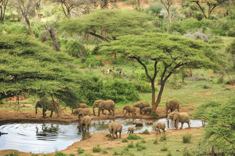 Wide angle photograph of some grey elephants at a waterhole