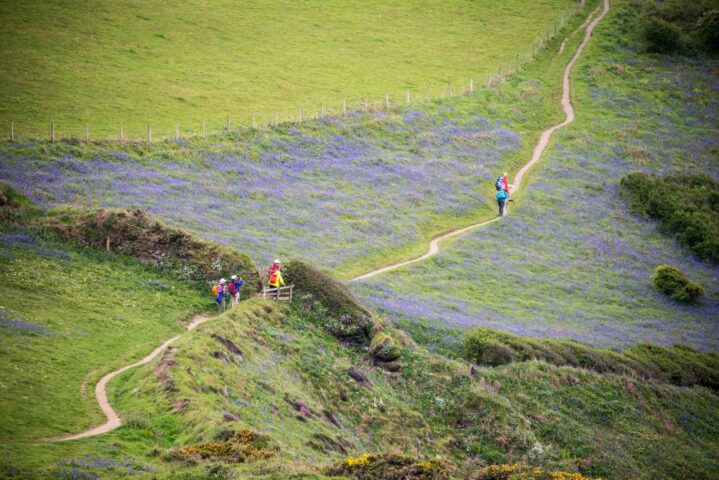 A field of purple flowers with a walking path.