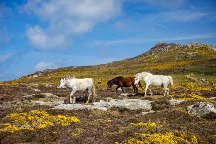 Three horses.