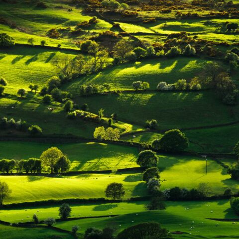 Green meadows and trees.