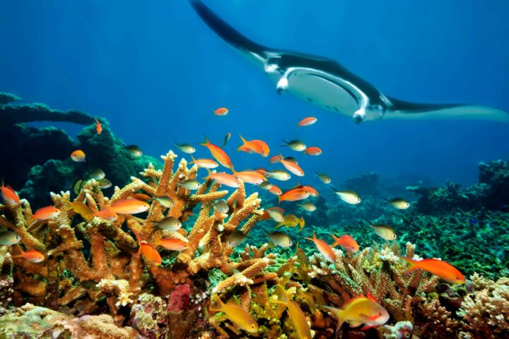 A manta ray swimming past a school of fish.