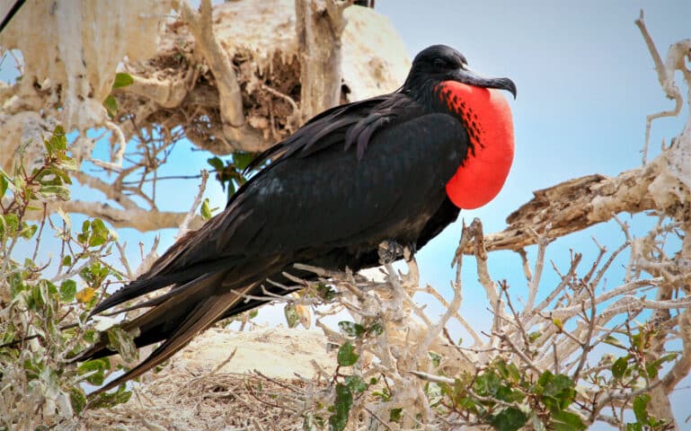 Low angle view of frigate perching on tree,Baja California Sur,Mexico