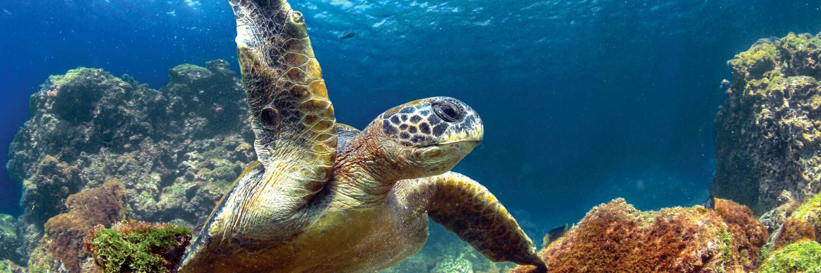 A green sea turtle underwater in the Galápagos Islands.