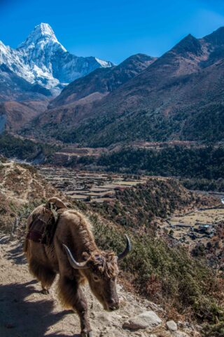 Wildlife in the Himalayas.