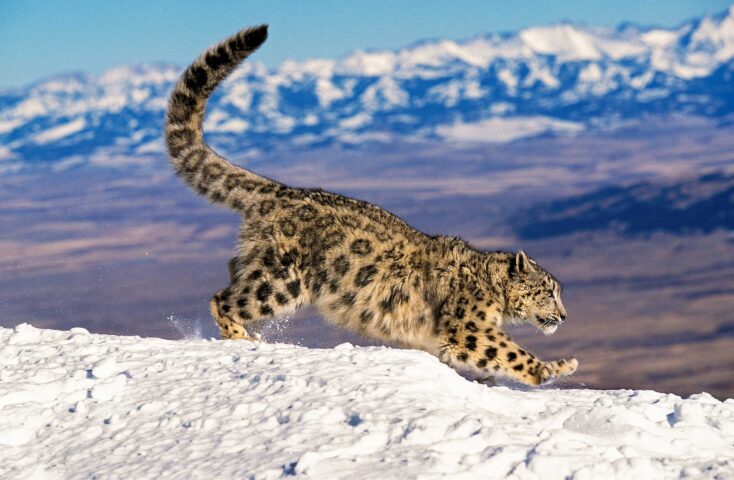 A snow leopard.