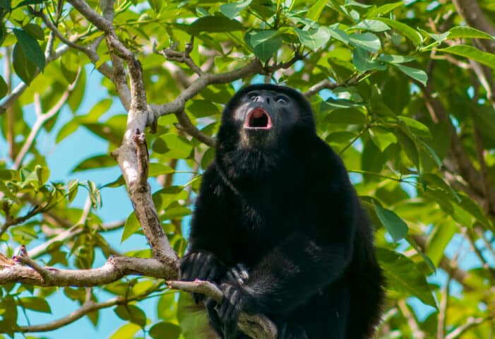 Howler Monkey