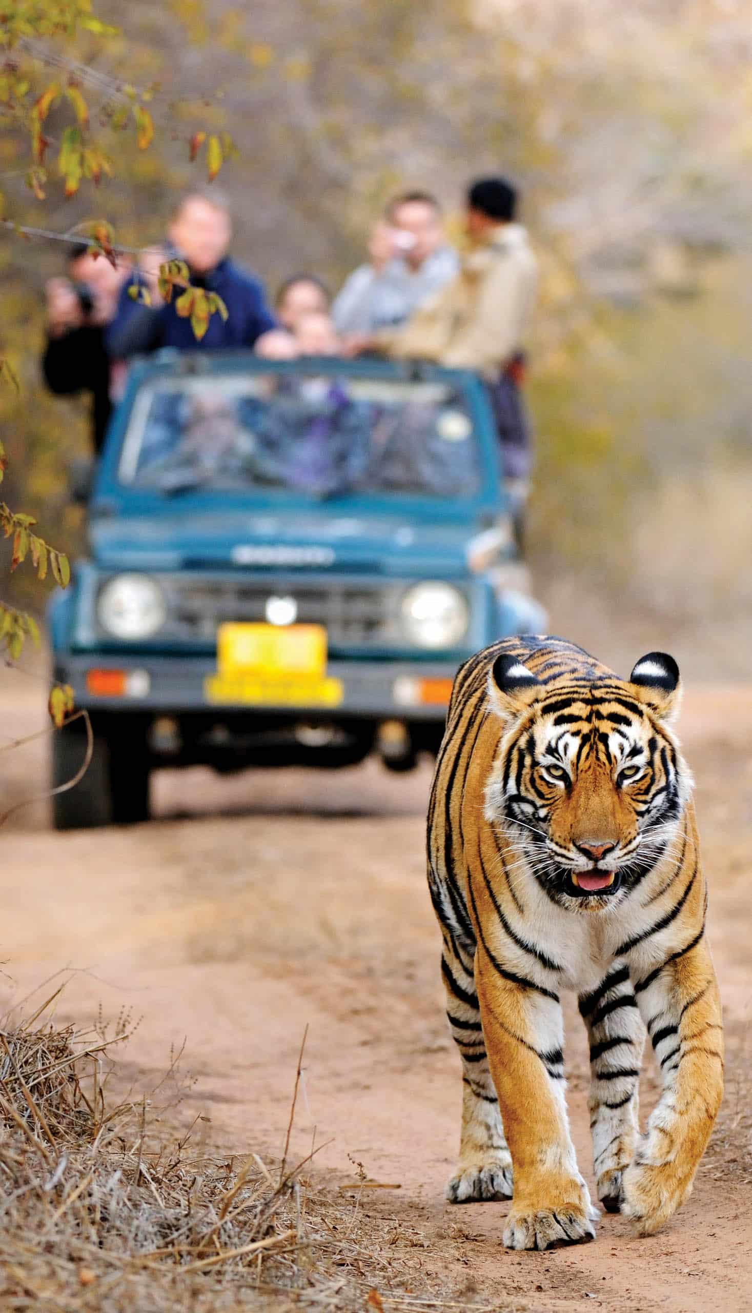 Bengal Tiger is walking on the road in front of a safari jeep.