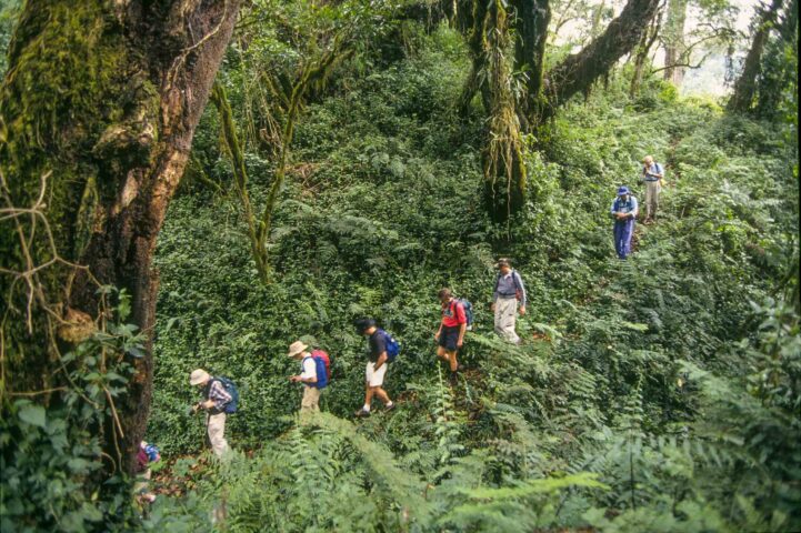 A group of hikers in Kilimanjaro.