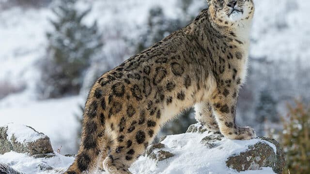 A snow leopard.