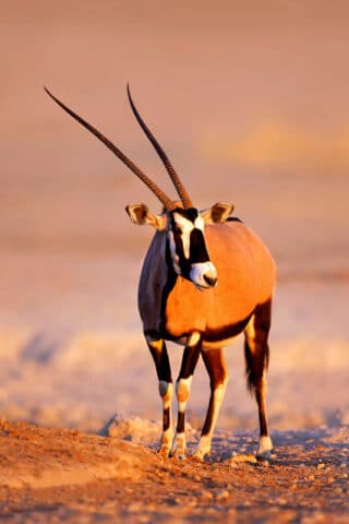 A gemsbok.