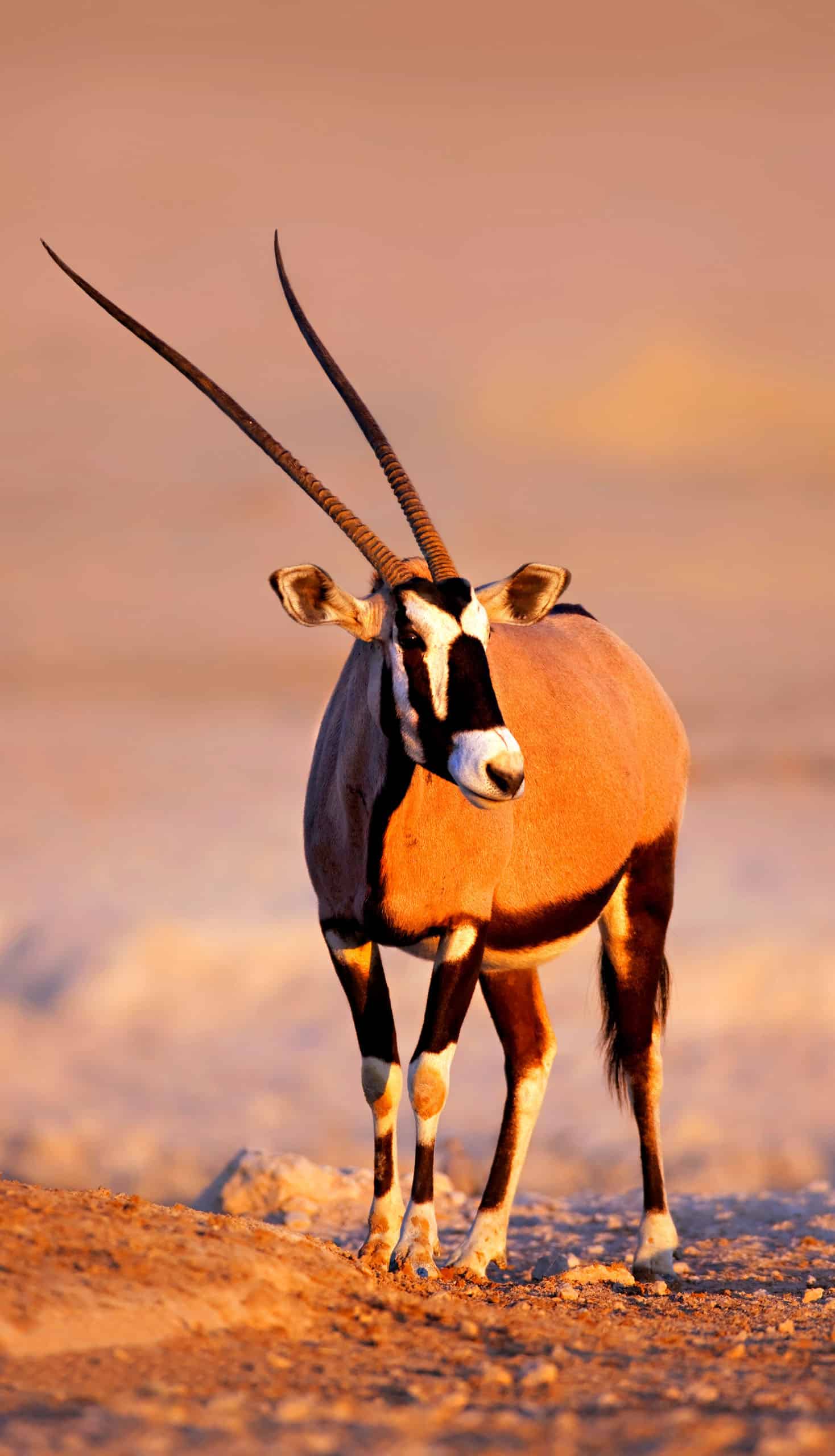 A gemsbok in the wild.