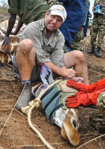 People treating a Giraffe.