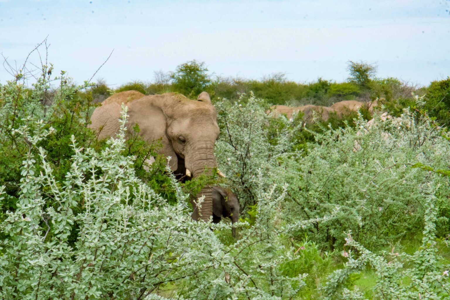 Elephants in the wild in Namibia.