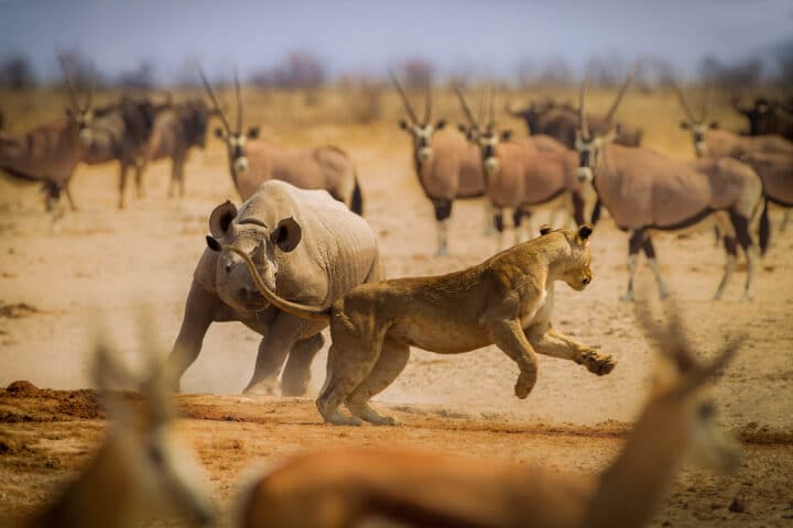 Wildlife in Namibia.