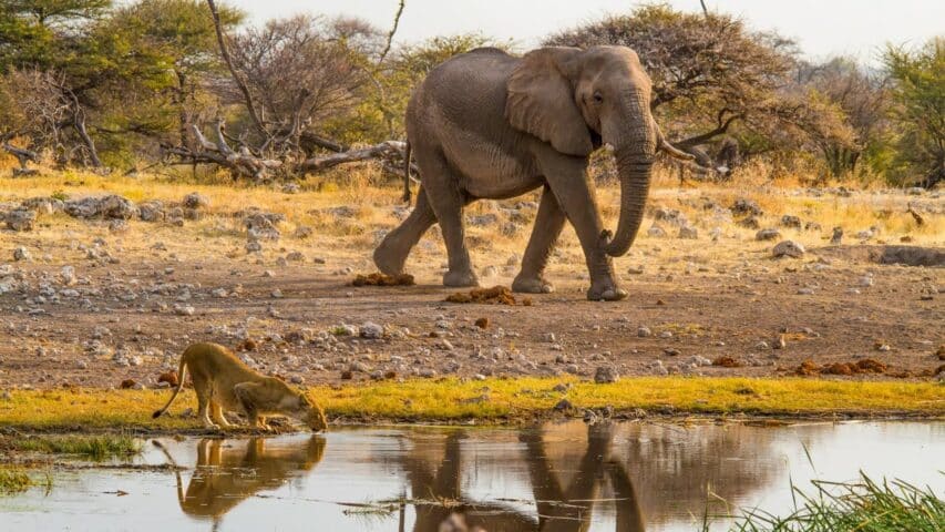 Wildlife by a stream in Namibia.