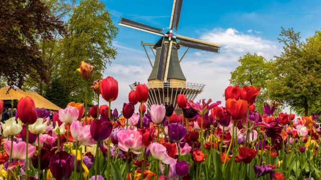 Tulips in the Netherlands.