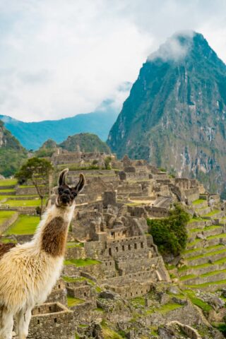 A llama overlooking Machu Picchu.