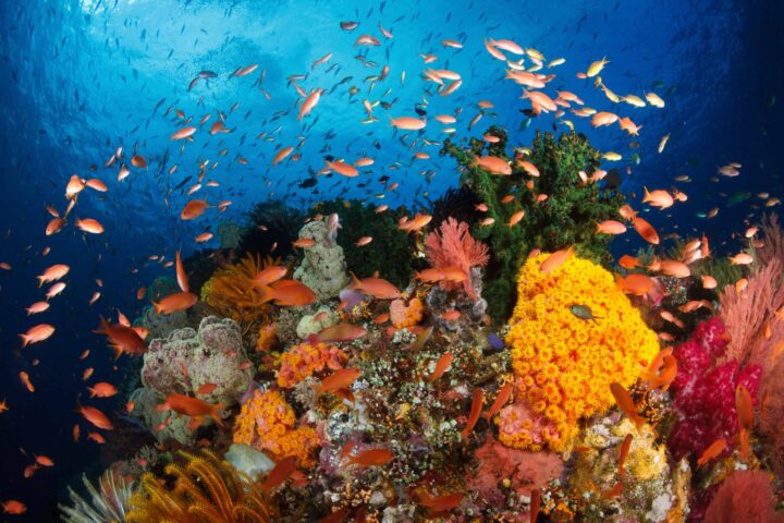 Various color fish by a coral reef.