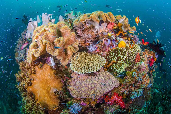 A coral reef surrounded by fish.