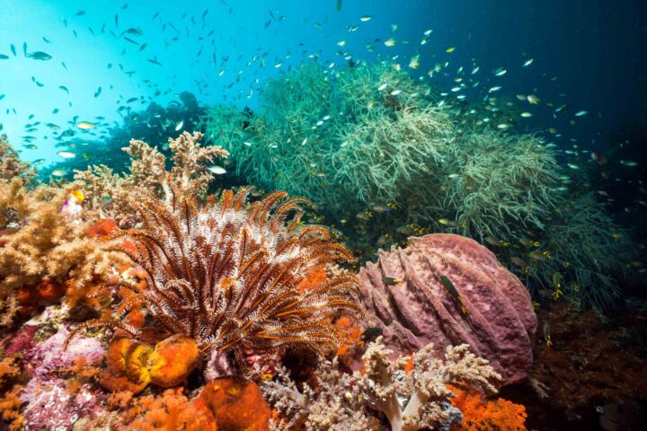 A coral reef surrounded by fish.