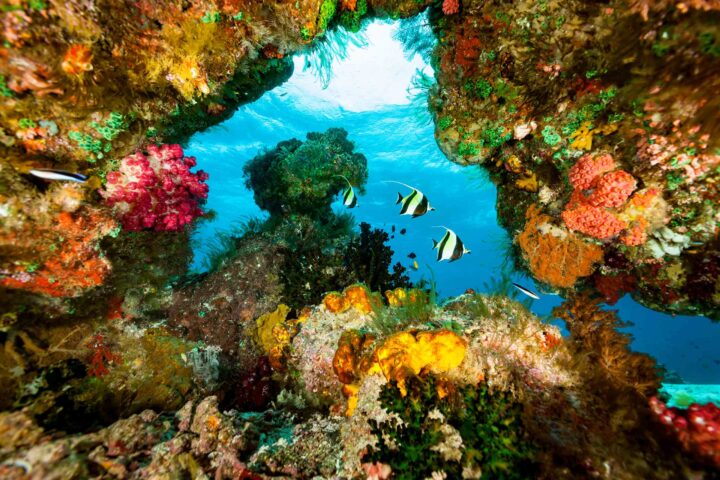 fish in a coral reef.