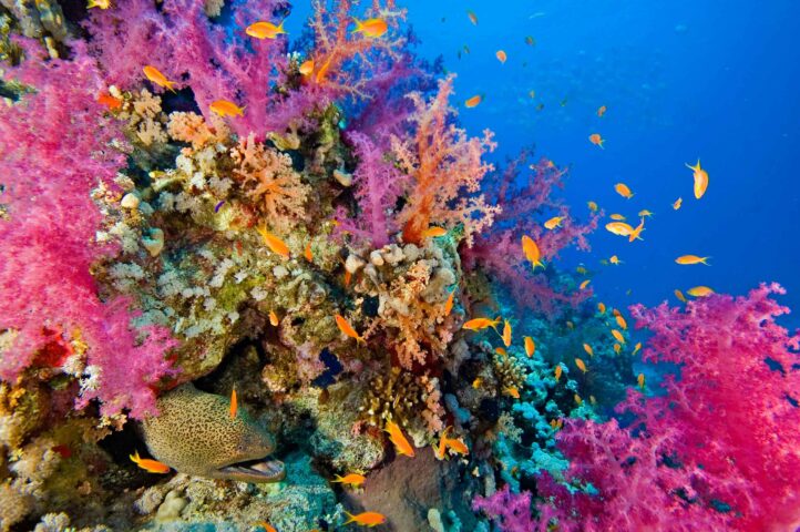 A coral reef surrounded by fish.