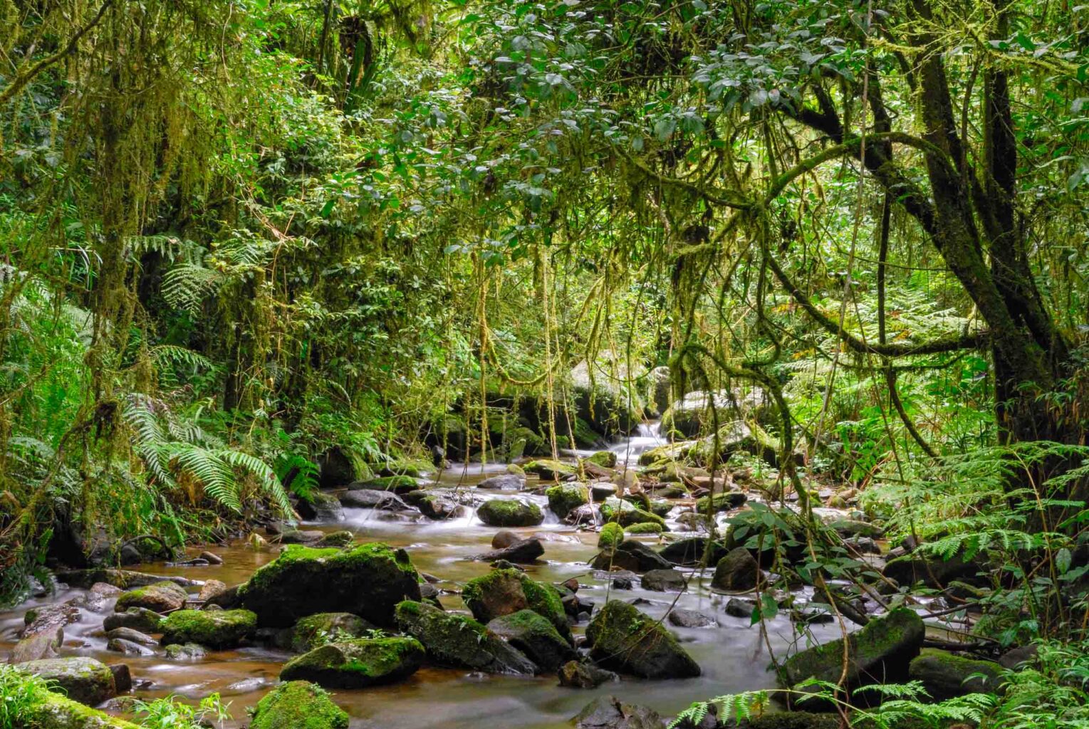 Boulder-strewn stream sheltered by trees at Ranomafana National Park.