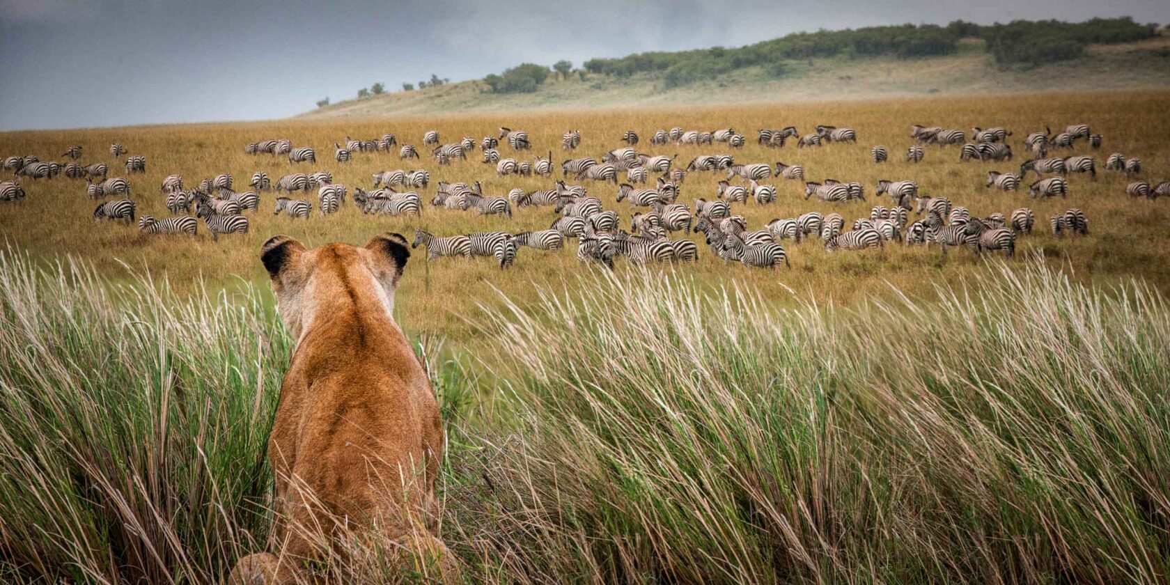 A herd of zebras.