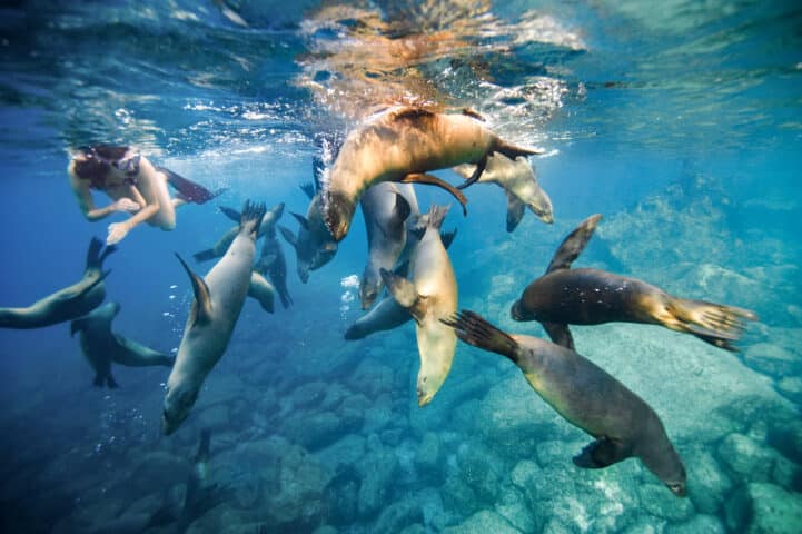 Snorkeler and California Sea lions - Gulf of California