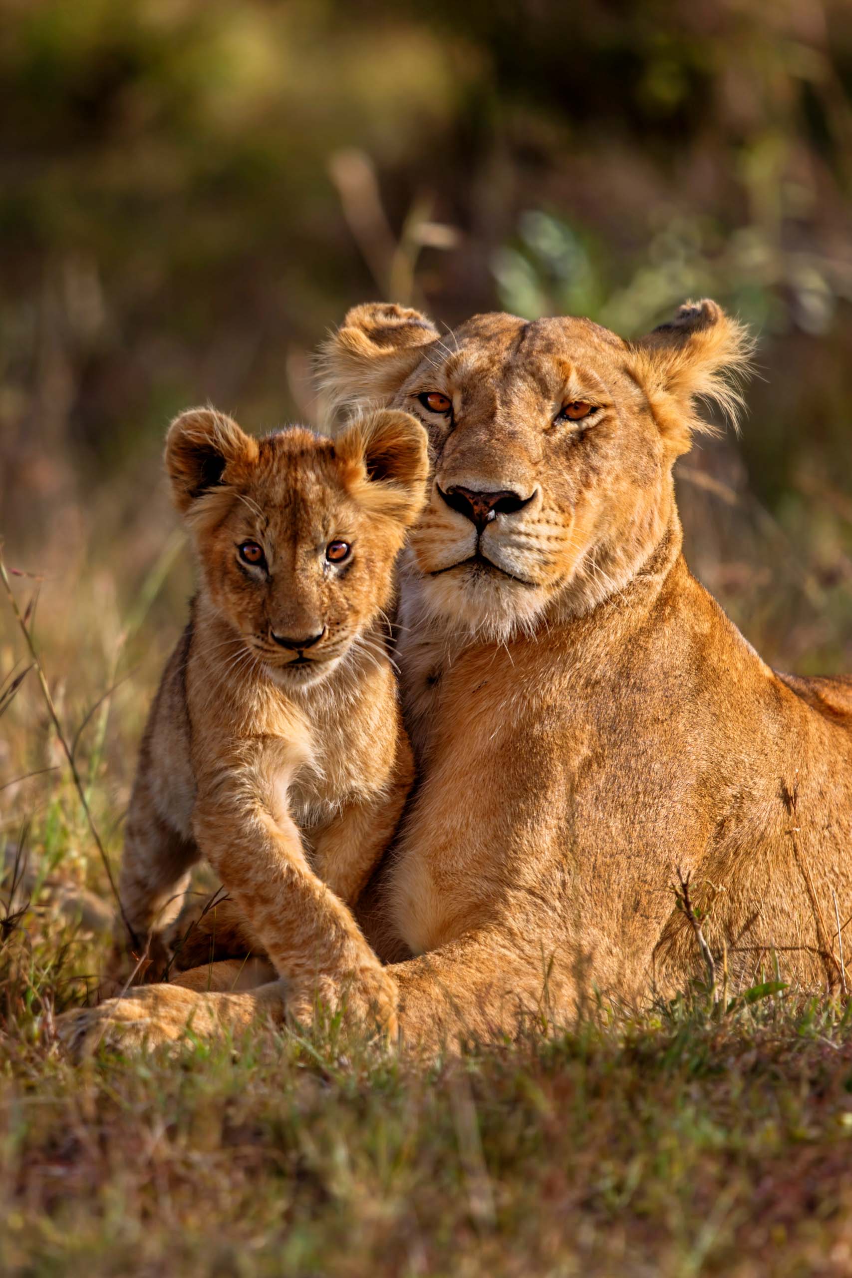 A lion and a cub.