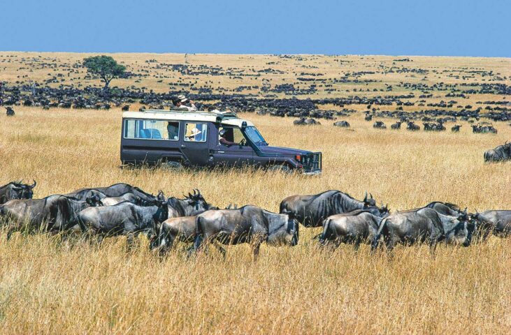 Wildbeest in Tanzania.